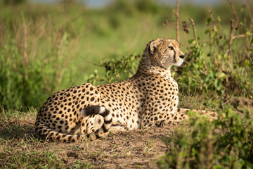 Naklejka na ściany i meble Cheetah lies on dirt bank among bushes