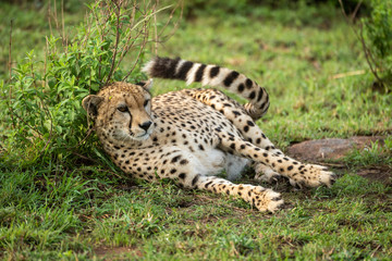 Naklejka na ściany i meble Cheetah lies against leafy bush flicking tail