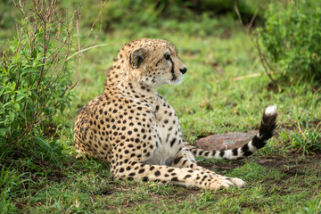 Cheetah lies by leafy bush looking right