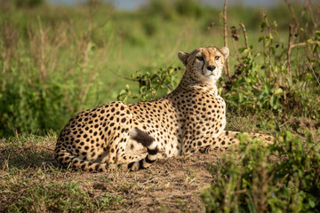 Cheetah lies on dirt bank looking round