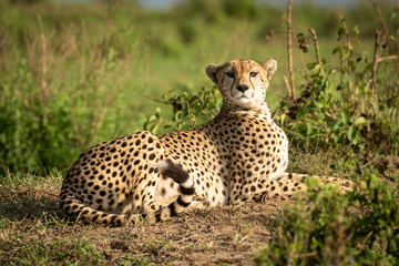Cheetah lies on dirt bank watching camera