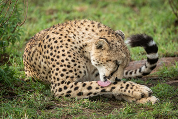 Cheetah lies by leafy bush licking leg