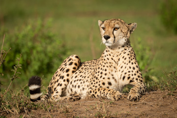 Obraz na płótnie Canvas Cheetah lies on dirt bank turning head