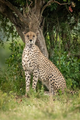 Cheetah sits under tree staring over savannah