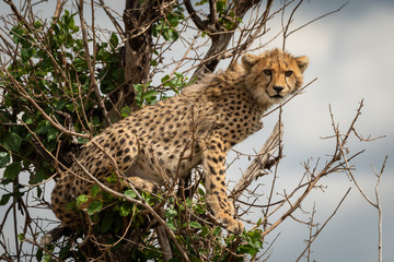 Cheetah cub sits looking out from bush