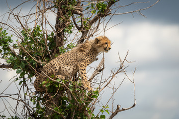 Cheetah cub sits looking down from branches