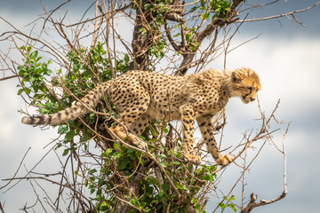 Cheetah cub stands looking down from branches