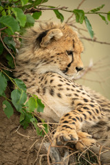 Close-up of cheetah cub leaning against bush