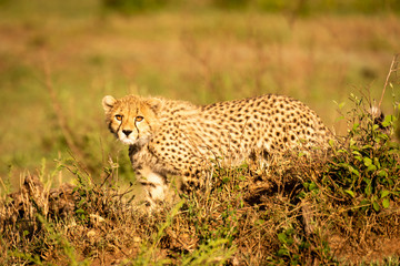 Cheetah cub stands in bushes eyeing camera