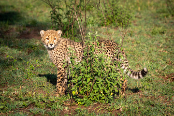 Cheetah cub stands behind bush turning head