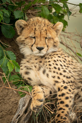 Close-up of cheetah cub asleep by bush