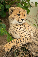 Close-up of cheetah cub leaning against mound