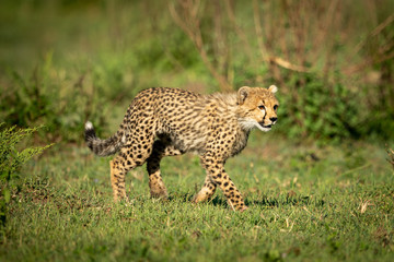 Cheetah cub walks over grass in sunshine