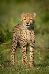 Cheetah cub stands facing camera on grass