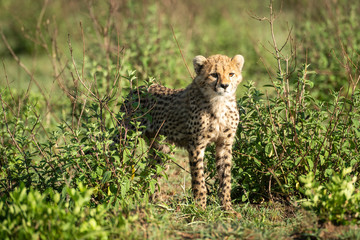 Cheetah cub stands between bushes looking right