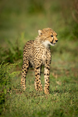 Naklejka na ściany i meble Cheetah cub stands on grass in sunshine