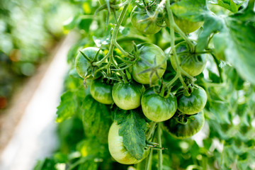 Branch with growing green tomatoes on the organic plantation, close-up view