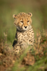 Cheetah cub sits in grass looking right
