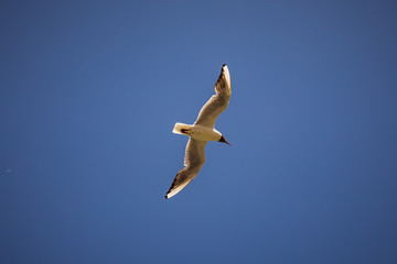 A bird in Salzburg