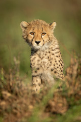 Cheetah cub sits in grass facing camera