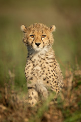Cheetah cub sits facing camera in grass