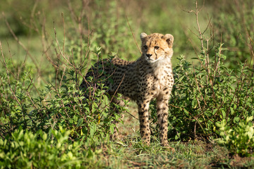 Cheetah cub stands between bushes looking left