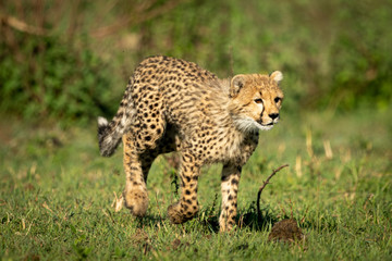 Cheetah cub walks on grass in sunshine