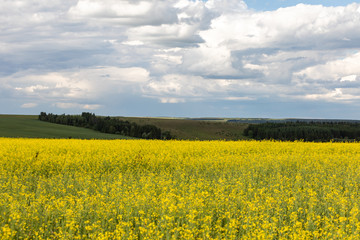 Obraz premium Agricultural flowering fields. Landscape with yellow and blue