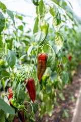 Organic plantation with growing red capi peppers ready to harvest, close-up view