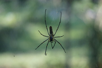 spiders in a garden