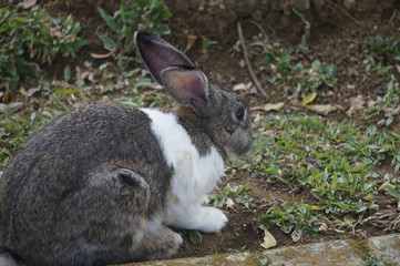 Fototapeta premium rabbits in the park are looking for food