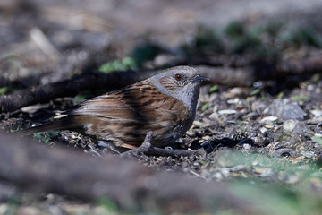 Dunnock (Prunella modularis)