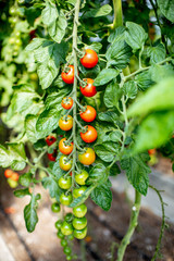 Branches with growing cherry tomatoes on the organic plantation, close-up view
