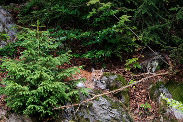 Luchs Tarnung