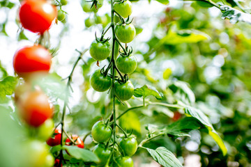 Branches with growing cherry tomatoes on the organic plantation, close-up view