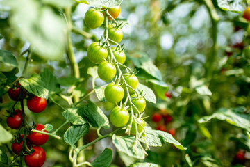 Branches with growing cherry tomatoes on the organic plantation, close-up view