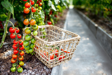 Branches with growing cherry tomatoes and basket with freshly plucked harvest on the organic plantation