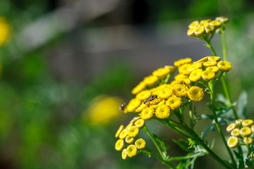 Yellow wild flowers branch close-up shot, sunny day, copy space