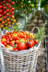 Rich harvest with lots of freshly plucked cherry tomatoes on the organic farm