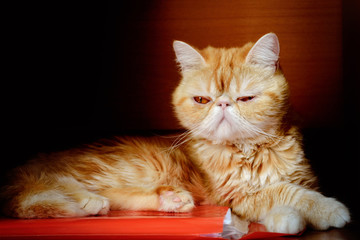 The charming kitty of exotic breed quietly sits.