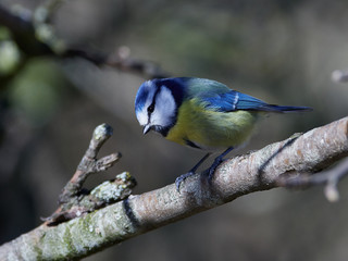 Blue Tit (Cyanistes caeruleus)