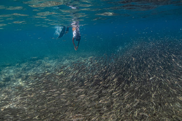 Woman in a sexy bikini enjoys diving with a massive school of sardines in Moalboal, Cebu.