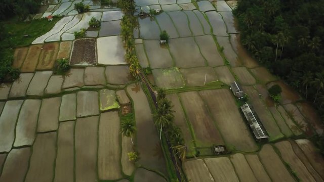 Rising Up, Panning down Drone shot over some flooded Rice Terraces in Bali, Indonesia. The reflection of the sky and clouds can be seen in the water.