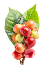 Red coffee beans on a branch of coffee tree, ripe and unripe berries isolated on white background with clipping path