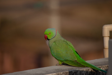 Indian Parrot