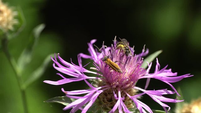 Beetle barbel Pedostrangalia pubescens fed pollen and nectar on a violet flower plant cornflower Centaurea jacea summer in the foothills of the North Caucasus