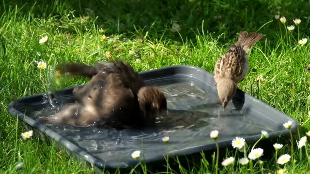 Badespass an der Vogeltr&auml;nke
