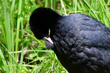 Gallinella d'acqua