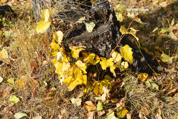 Red yellow leaves of the plant in autumn