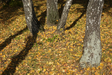 Autumn yellow leaves lying on the ground background